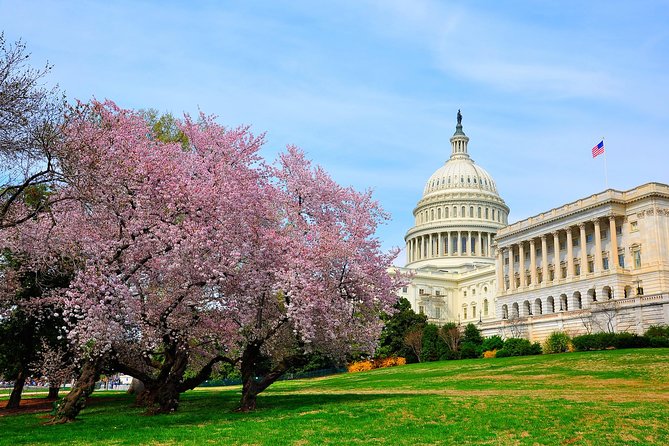 Half Day DC Cherry Blossom Tour