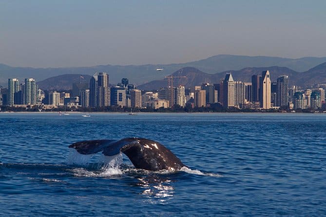 San Diego Whale Watching Cruise